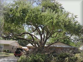 Martinez Tree Service