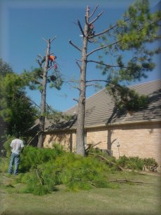 Martinez Tree Service