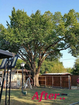 Tree Removal Frisco Texas Martinez Tree Service Tree Services Lawn & Landscaping Frisco Texas North Dallas